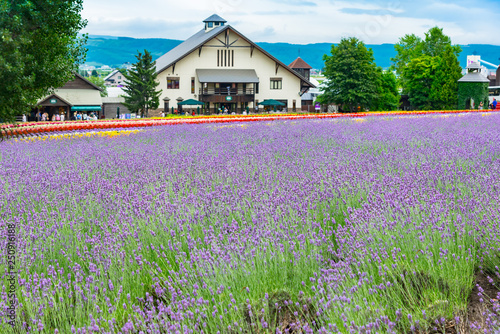 北海道富良野の縞模様の花畑ガーデン