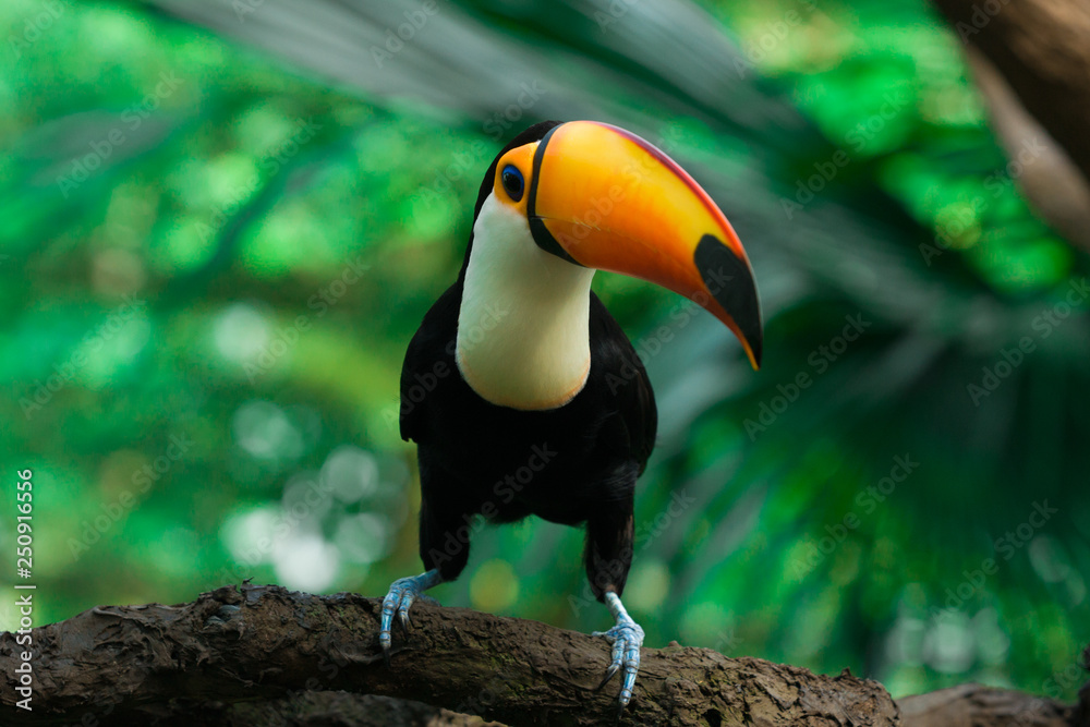 Fototapeta premium Toucan sits on a branch in the jungle