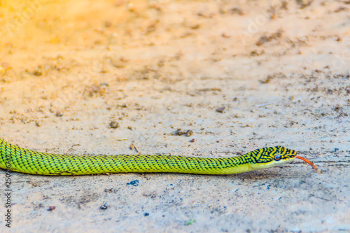 Cute golden tree snake (Chrysopelea ornata) is slithering on ground. Chrysopelea ornata is also known as golden tree snake, ornate flying snake, golden flying snake, found in Southeast Asia.