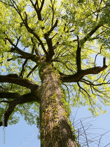 large ash from below