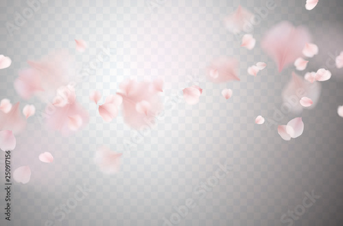 Petals of pink rose isolated on transparent background. Realistic flying sakura cherry flower elements for romantic wedding invitation design.