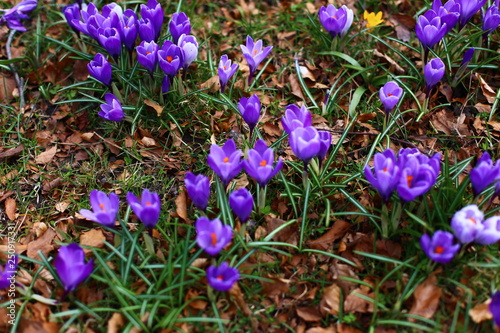 Spring flowers  crocus  in park