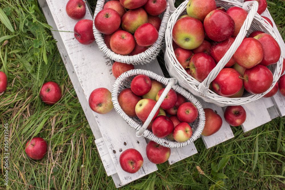 Natural background with red apples in white boxes and baskets in orchard. Picking apples in autumn. Garden. Natural background with red apples in white boxes and baskets in orchard. Picking apples in autumn. Garden.