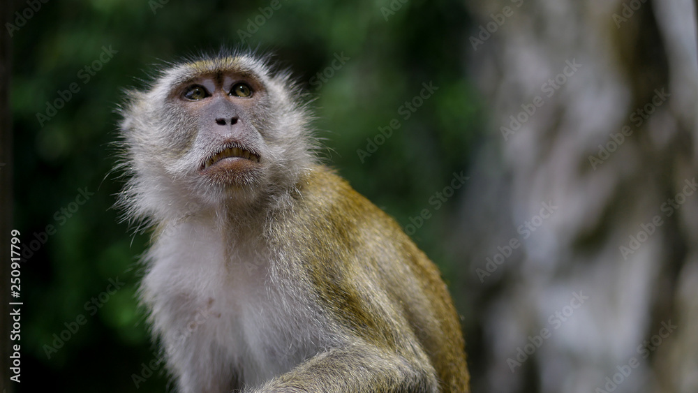 Macaque in Malaysia