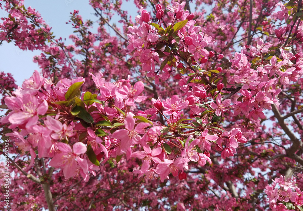 Spring background with branches of blooming pink flowers.