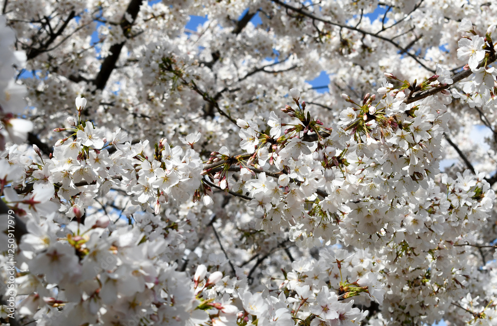 Blooming white cherry tree flowers in spring Blooming white cherry tree flowers in spring