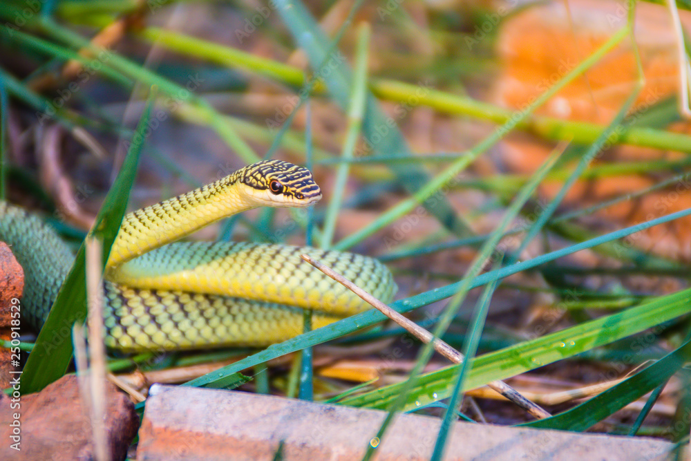 Cute Golden Tree Snake (Chrysopelea Ornata) Is Slithering On Cluttered ...