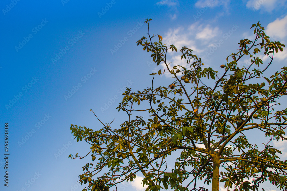 Malabar chestnut tree (Pachira aquatica) with blue sky background. Pachira aquatica also known as Malabar chestnut, French peanut, Guiana chestnut, provision tree, saba nut, money tree and money plant Malabar chestnut tree (Pachira aquatica) with blue sky background. Pachira aquatica also known as Malabar chestnut, French peanut, Guiana chestnut, provision tree, saba nut, money tree and money plant
