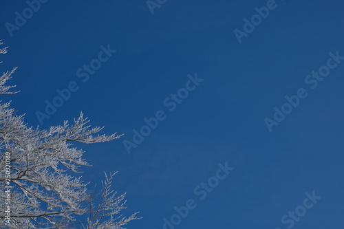 Winter  background. Snow on the tree with sky background.