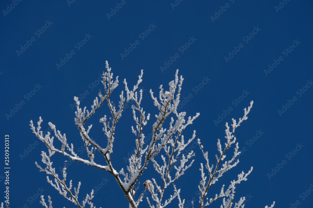 Winter background. Snow on the tree with sky background. Winter background. Snow on the tree with sky background.