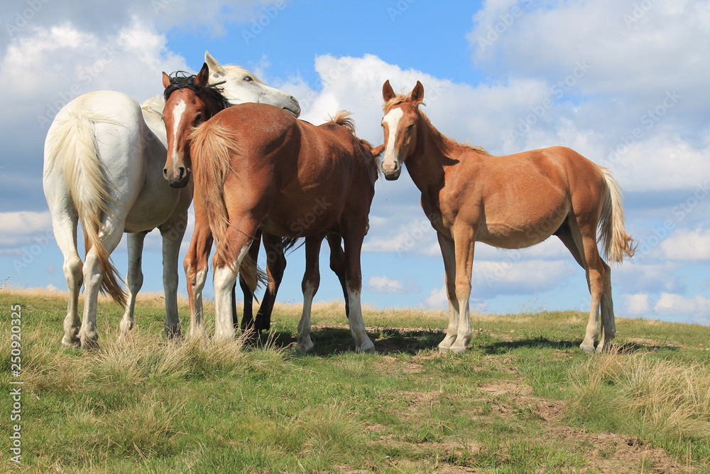 herd of horses herd of horses