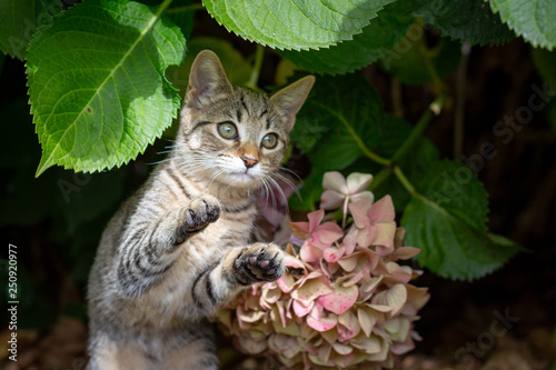 A tabby kitten plays under hydrangea bushes pretending to attack and pounce