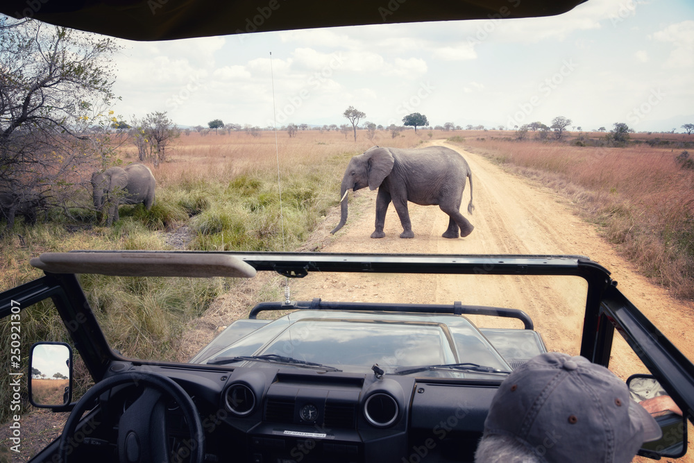 picture of an elephant crossing the road, with front of safari car in picture, Mikumi National Park, Tanzania, Africa. - obrazy, fototapety, plakaty 