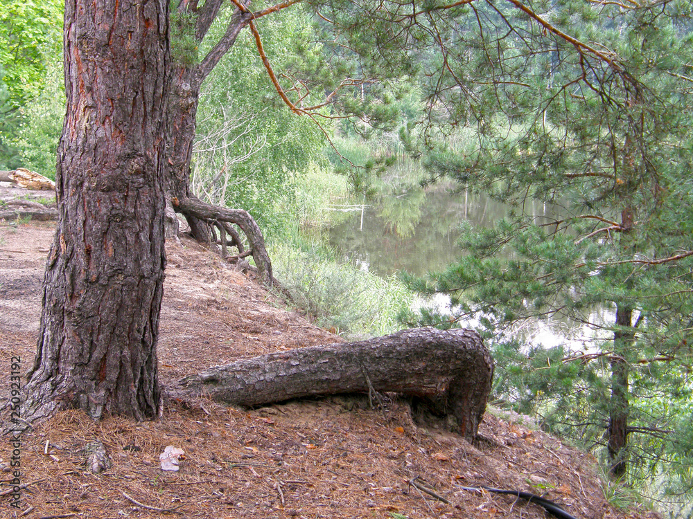 Obraz premium tree in the forest