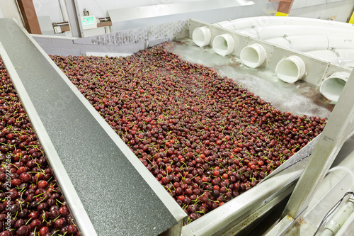 Red ripe cherries being washing in a fruit packing warehouse