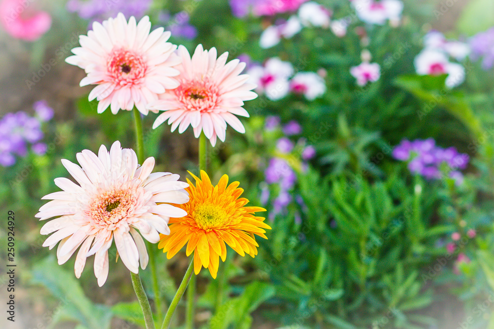 Soft pink and yellow hybrid Gerbera or Barberton daisy flowers (Gerbera jamesonii hybrida) on the flowerbed. Gerbera jamesonii, also known as Barberton daisy, Transvaal daisy, Barbertonse madeliefie. Soft pink and yellow hybrid Gerbera or Barberton daisy flowers (Gerbera jamesonii hybrida) on the flowerbed. Gerbera jamesonii, also known as Barberton daisy, Transvaal daisy, Barbertonse madeliefie.