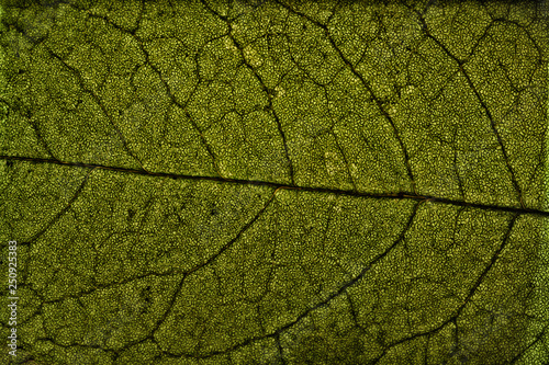 tree leaf macrostructure, dry tree leaf detail