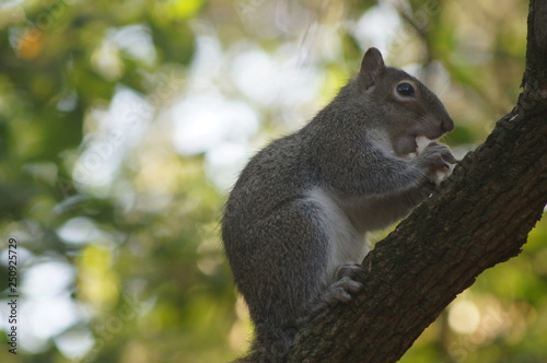 Ardilla comiendo