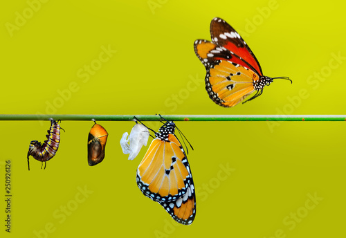 A farm for butterflies, pupae and cocoons are suspended. Concept transformation of Butterfly © blackdiamond67