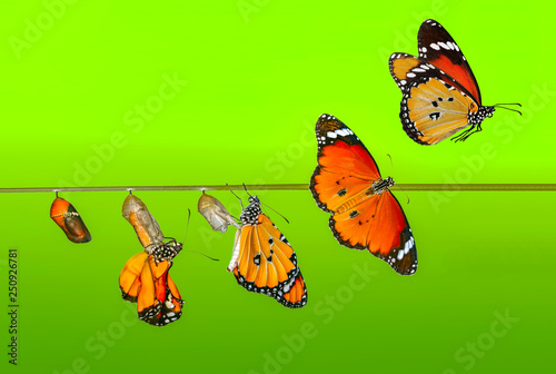 A farm for butterflies, pupae and cocoons are suspended. Concept transformation of Butterfly © blackdiamond67