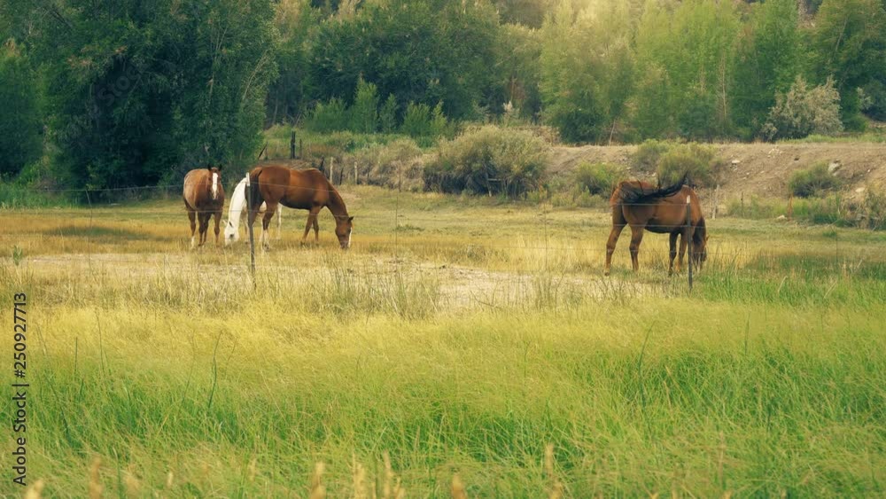 Horses Grazing in Green Pasture Field at Ranch Horses Grazing in Green Pasture Field at Ranch
