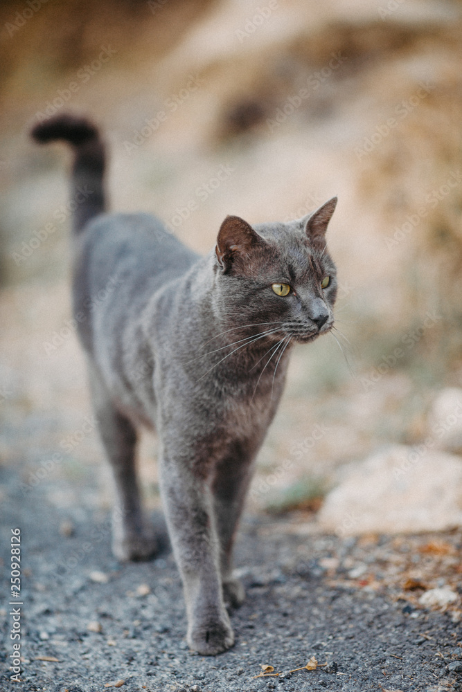 Beautiful grey short hair cat