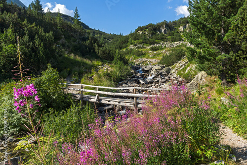 Summer landscape of Pirin Mountain, Bulgaria photo