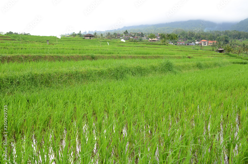 Obraz premium Jatiluwih rice terrace in Ubud, Bali