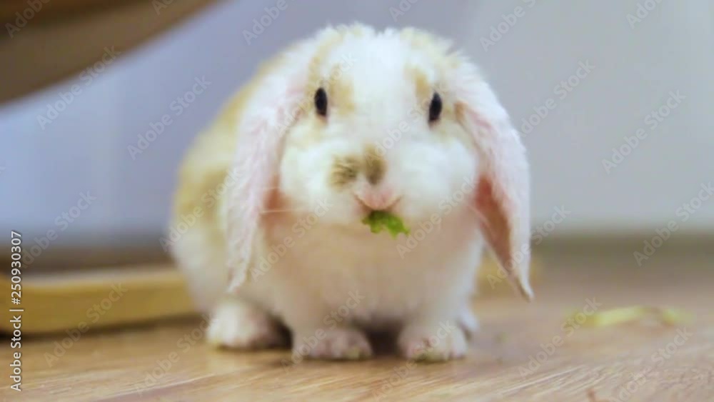 Lop ear little Red and white color rabbit, 2 months old, bunny eat chew green leaf - animals food and pets concept. Lop ear little Red and white color rabbit, 2 months old, bunny eat chew green leaf - animals food and pets concept.