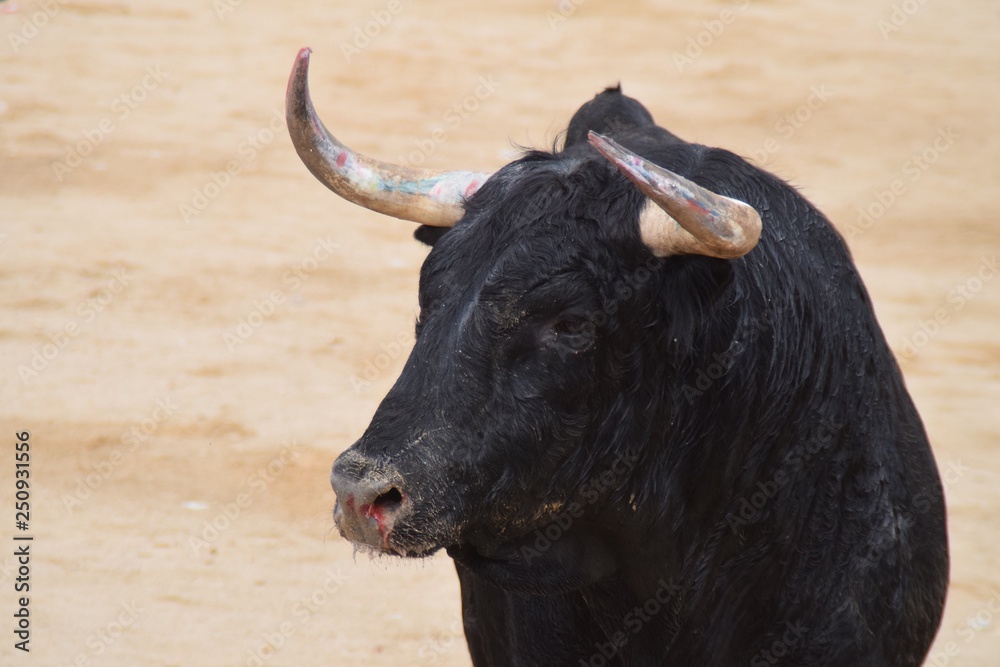 bull in the field bull in the field