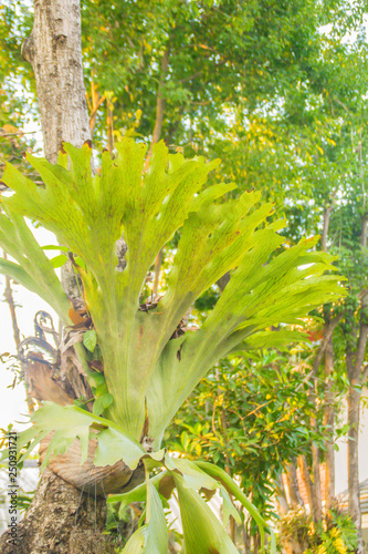 Green leaves of staghorn fern (Platycerium superbum) on tree trunk in the forest. Platycerium superbum, commonly known as the staghorn fern, is a Platycerium species of fern. It is native to Australia photo