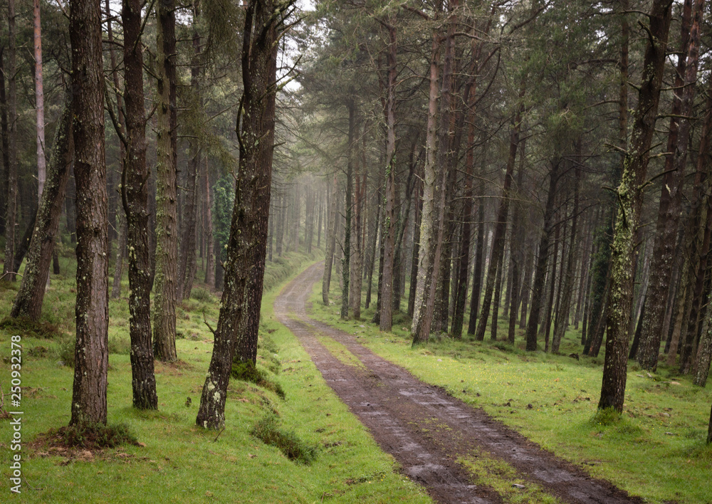 Fototapeta premium Winding dirt gravel road through sunny green pine forest illuminated by sunbeams through mist