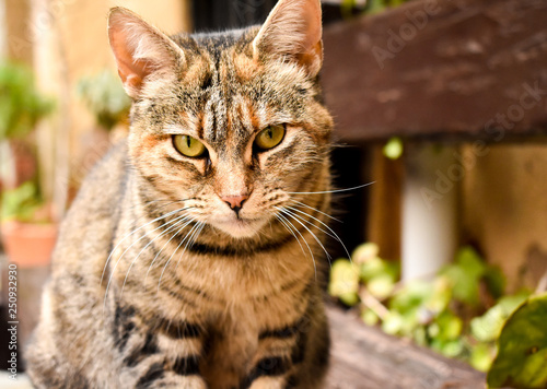 close up of a portrait of a curious sitting cat in relax position on a bench at the garden.