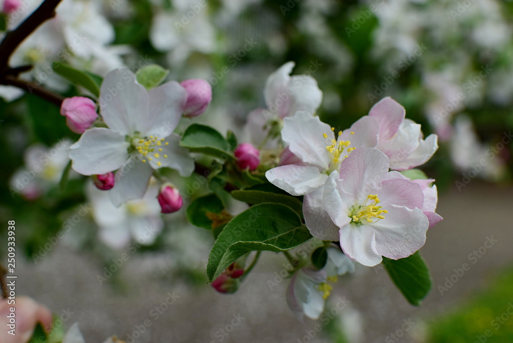 Obraz premium springtime - a blossoming apple tree