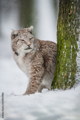 Lynx in Snow