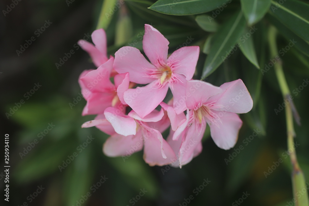 Flower Flower