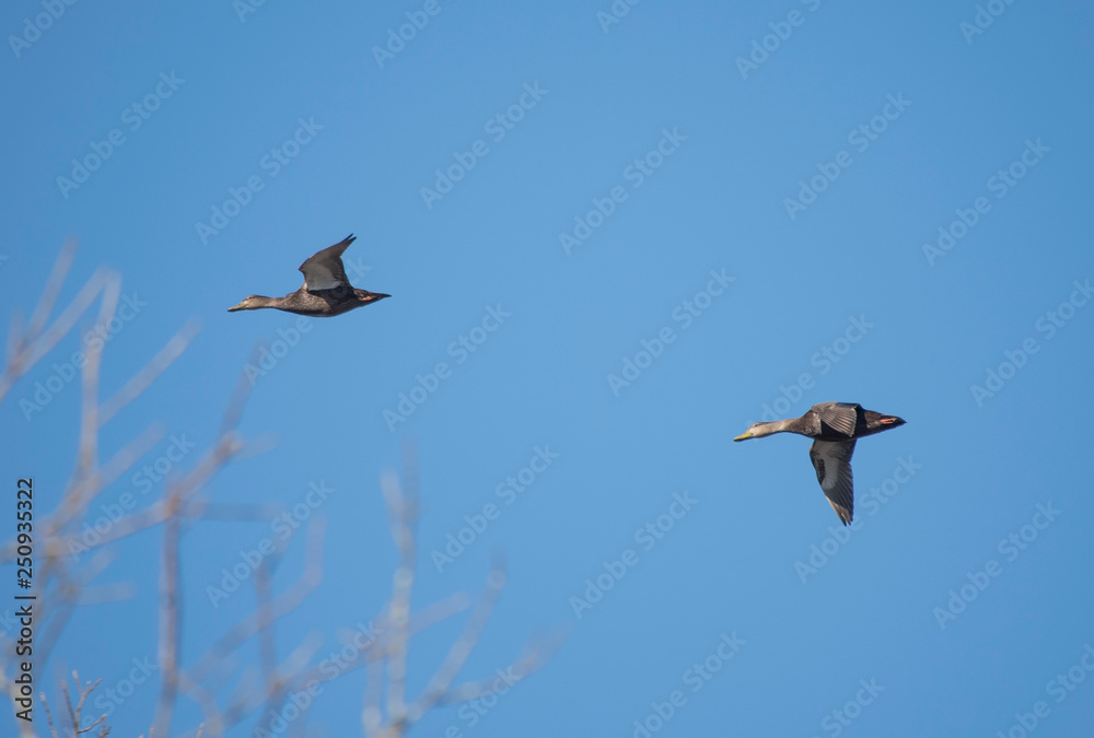 Obraz premium Two American Black Ducks Flying