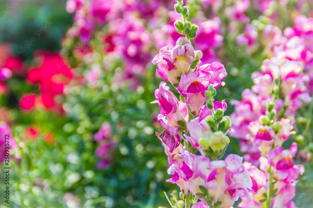 Fototapeta premium Pink flowers of snapdragon (Antirrhinum majus) on the flowerbed background. Antirrhinum majus, commonly called snapdragon, is an old garden favorites that, in optimum cool summer growing conditions.