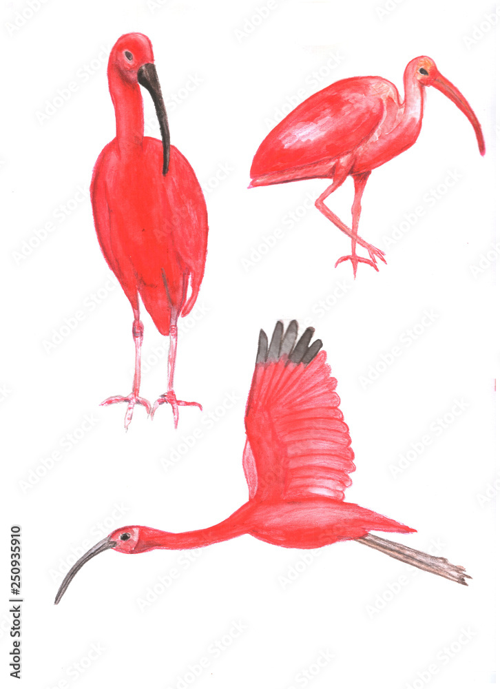 Obraz premium Set of scarlet ibises. Watercolor.