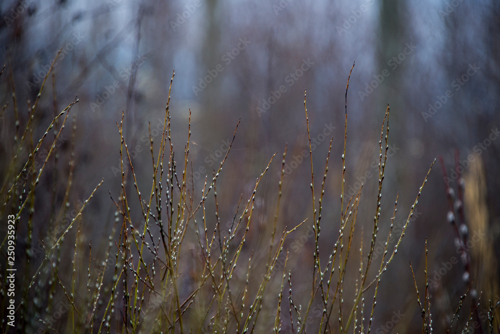 Fototapeta premium Budding willow in early spring