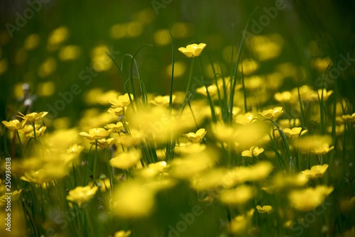 Dandelion yellow flowers peeking through green grass