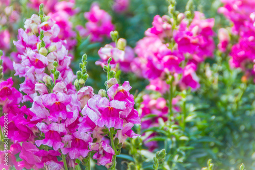 Pink flowers of snapdragon  Antirrhinum majus  on the flowerbed background. Antirrhinum majus  commonly called snapdragon  is an old garden favorites that  in optimum cool summer growing conditions.