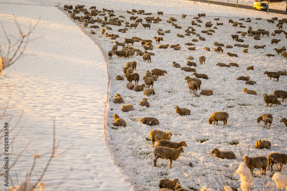 Many sheep on the snowy pasture. Winter scene.