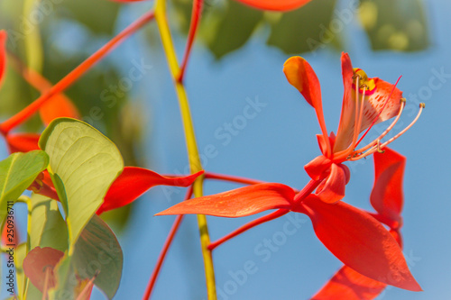 Beautiful red Pride of Burma flowers (Amherstia nobilis) on tree in the forest. Amherstia nobilis, also known as Pride of Burma, the Orchid Tree. It is a tropical tree native to Burma (Myanmar). photo