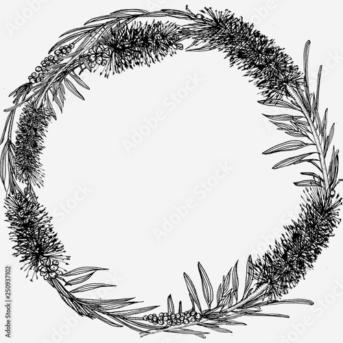 Callistemon. Round shape. Hand drawn.
