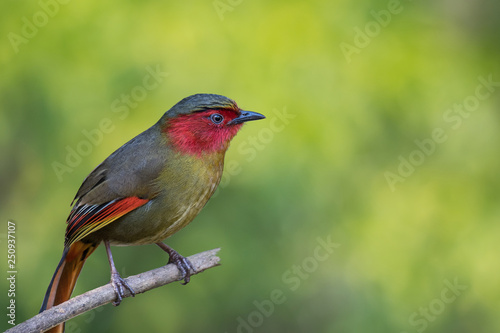 Liocichla phoenicea (Red-faced Liocichla) on branch on green background.