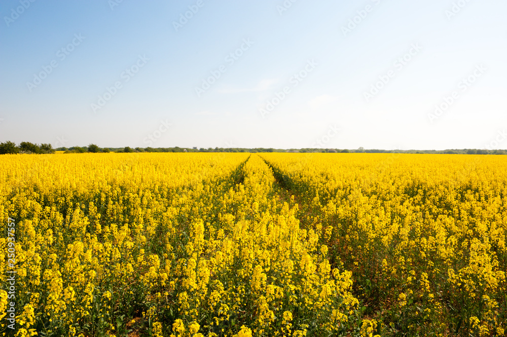 Fototapeta premium rape field