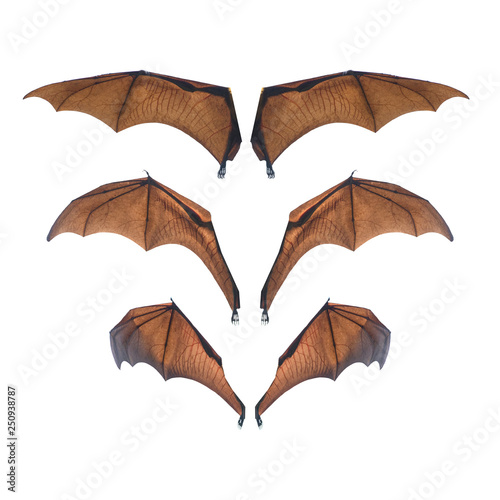 Bat wing isolated on white background