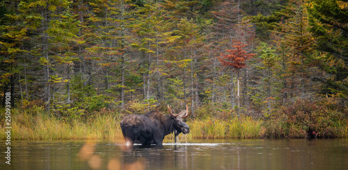 Adult Male Moose wading in sandy pond, Baxter State Park Maine.   photo