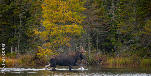 Moose wading in sandy pond, Baxter State Park Maine.   photo